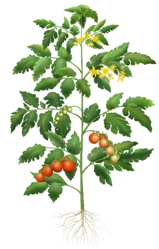 Flowering tomato plant growth stages Nutrition Program Haifa Group